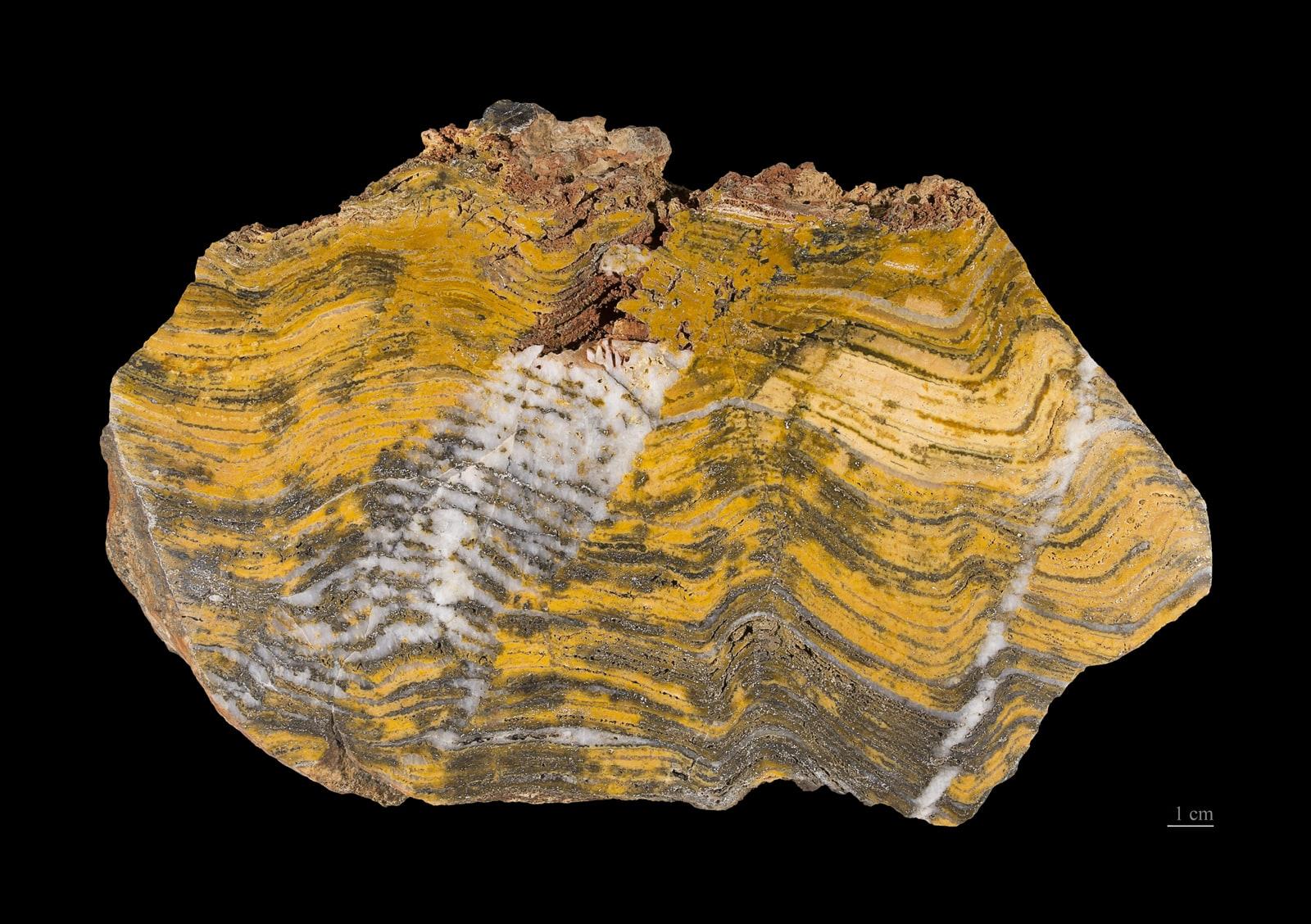 Petrified Algae specimen - Stromatolithe Paléoarchéen   MNHT.PAL.2009.10.1
