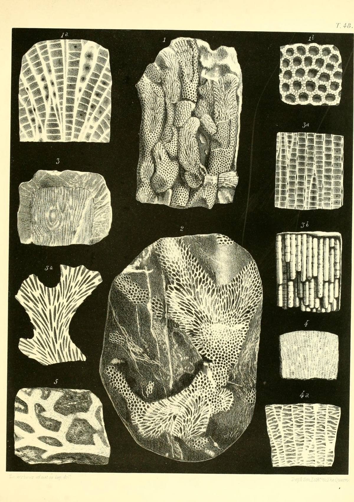 Petrified Coral fossil