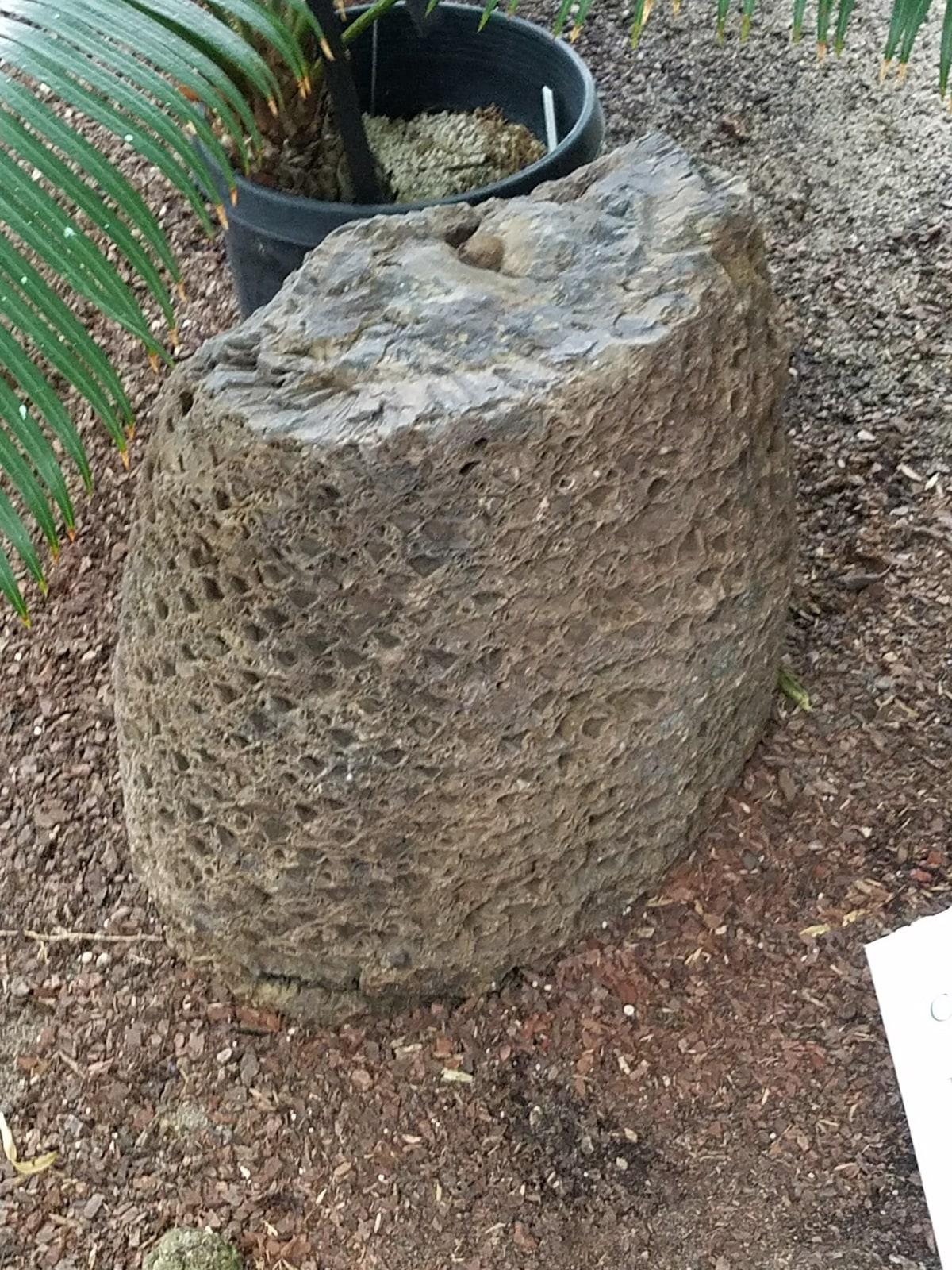 Petrified Cycad specimen - Fossilized cycad New York Botanical Garden