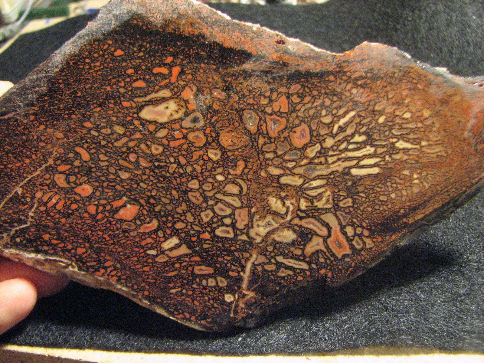 Slab of gem dinosaur bone showing large bone cells