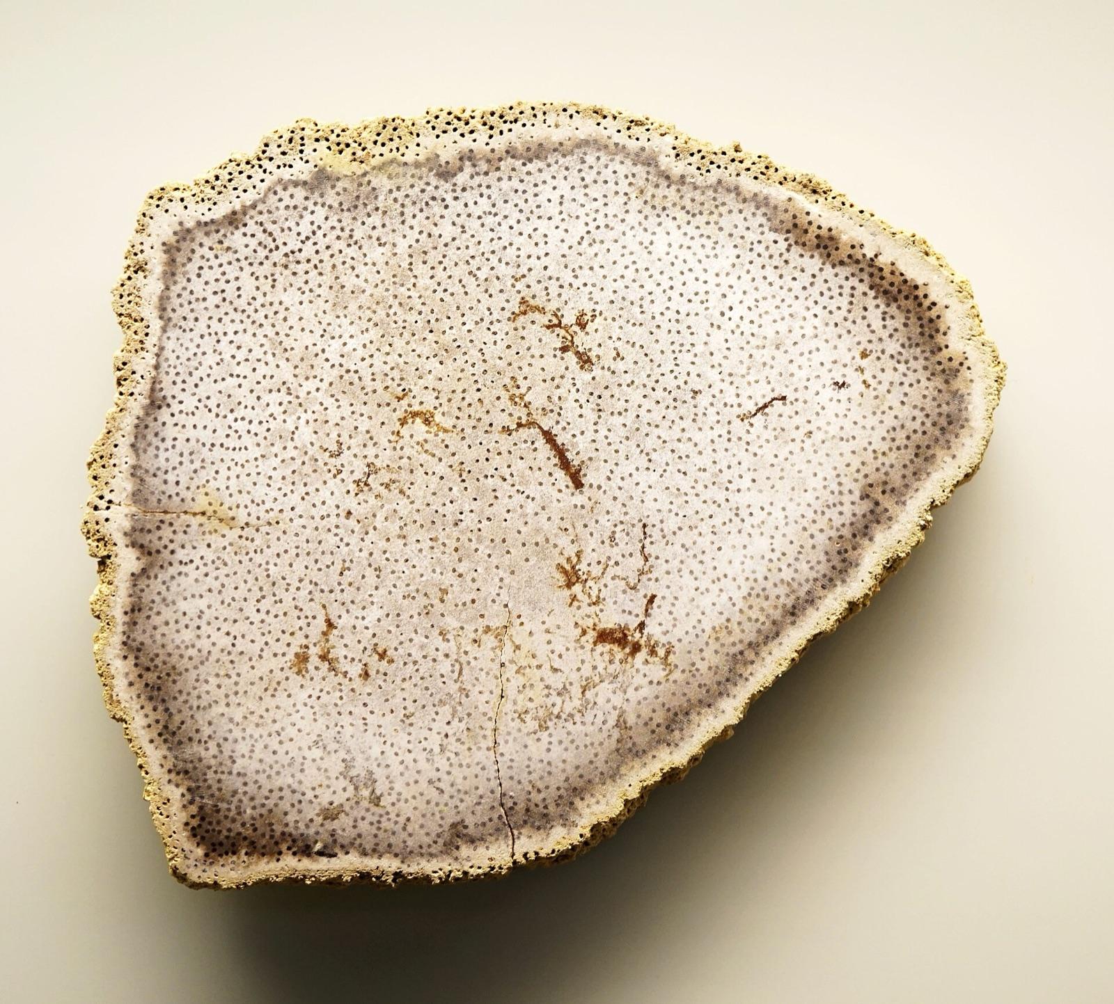 Cross-section of petrified palm (Palmoxylon lacunosum) showing dotted vascular bundles, Augsburg Naturmuseum