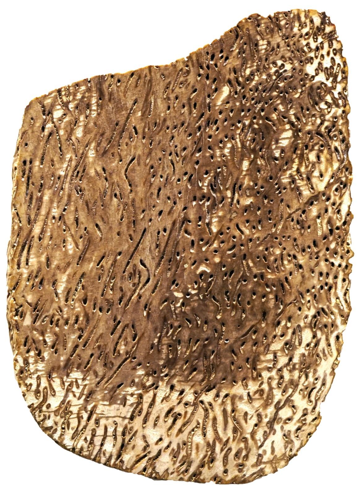 Petrified palm (Palmoxylon lacunosum) slab with vascular bundle pattern, Augsburg Naturmuseum