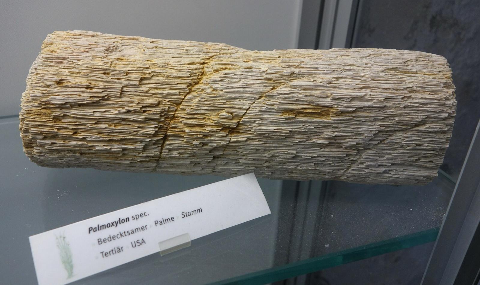 Petrified palm trunk (Palmoxylon) from the Tertiary of the USA, Botanischer Garten Dresden