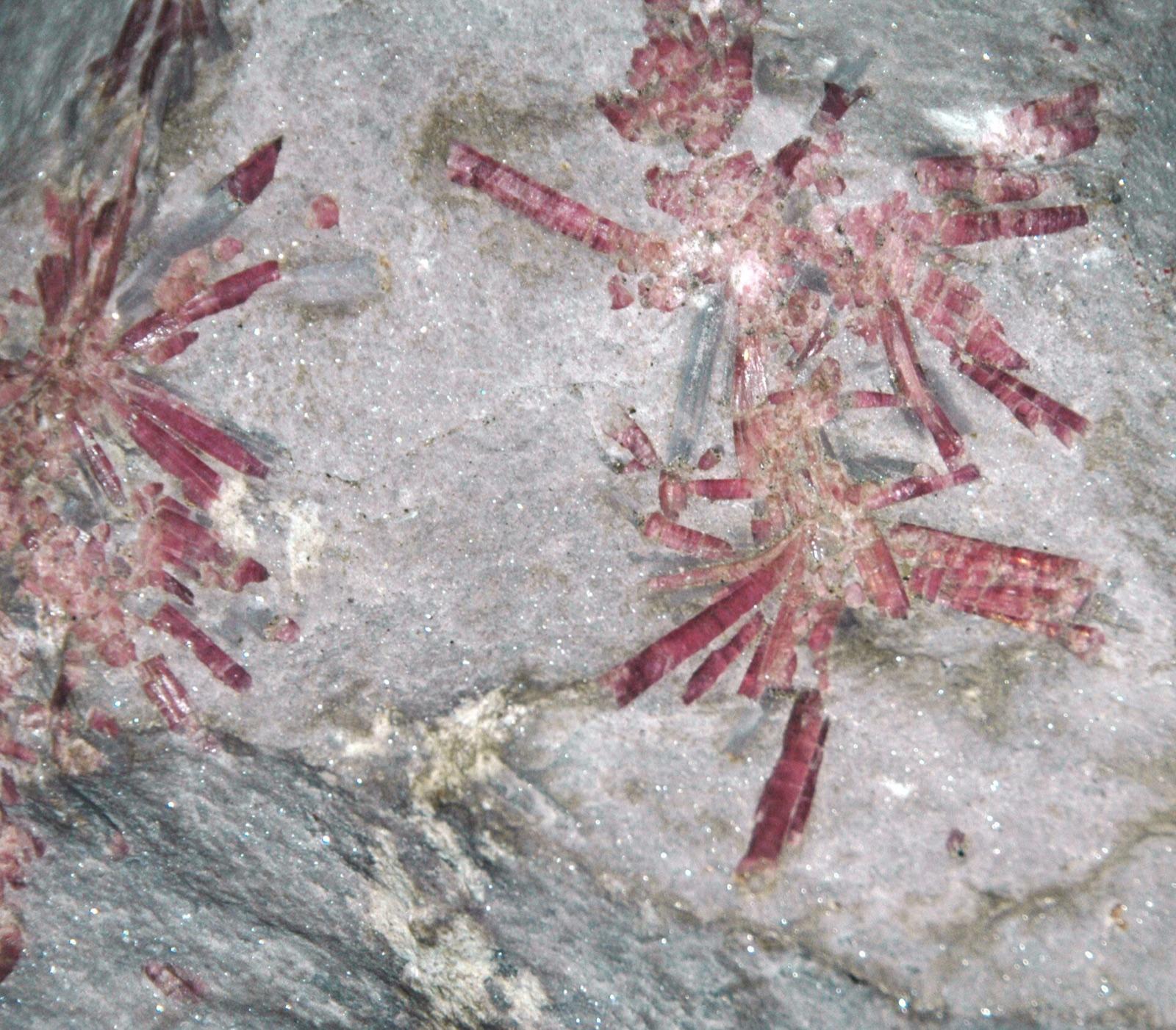 Radiating pink rubellite tourmaline in lepidolite from a lithium pegmatite, Pala, California