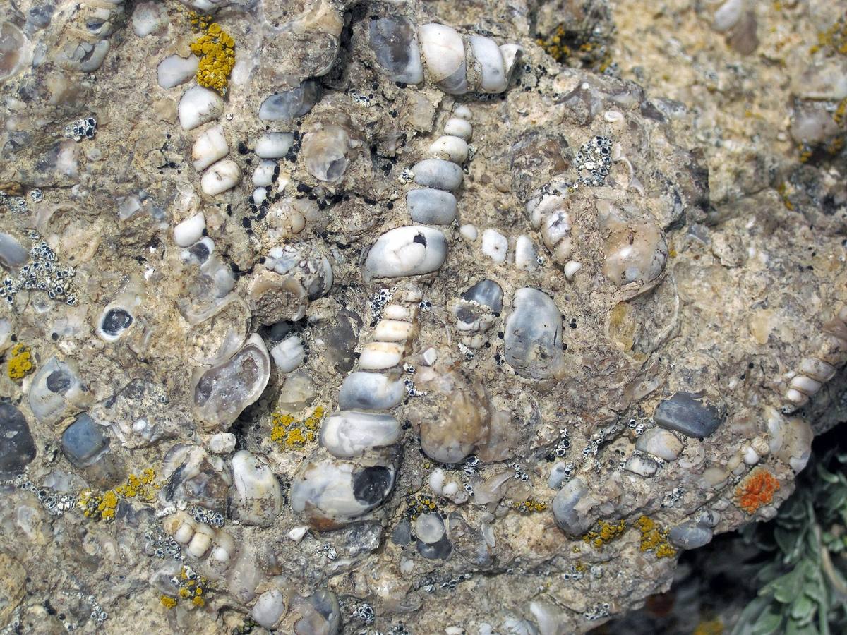 Turritella agate: silicified Elimia gastropods in lacustrine chert, Green River Formation, Wyoming