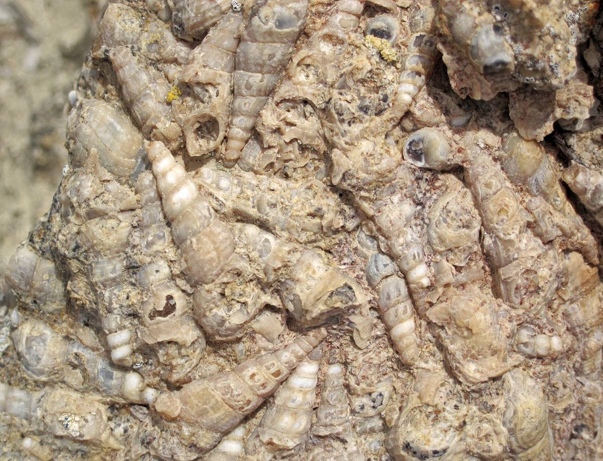 Turritella agate showing densely packed fossil gastropod shells