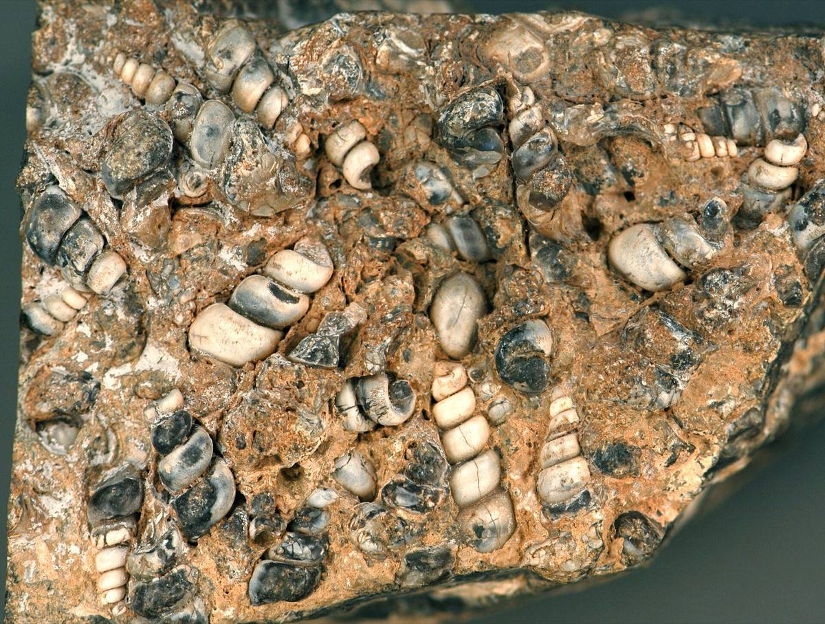 Cut Turritella agate: Elimia tenera gastropods in fossiliferous chert, Wyoming
