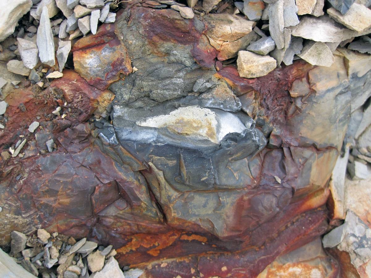 Pyrite Concretion