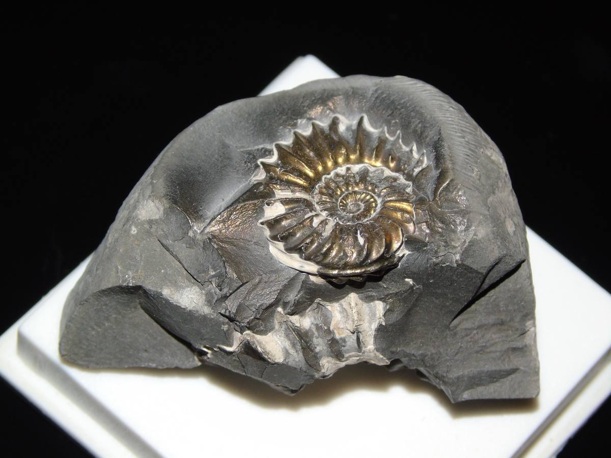 Pyritized Gastropods fossil