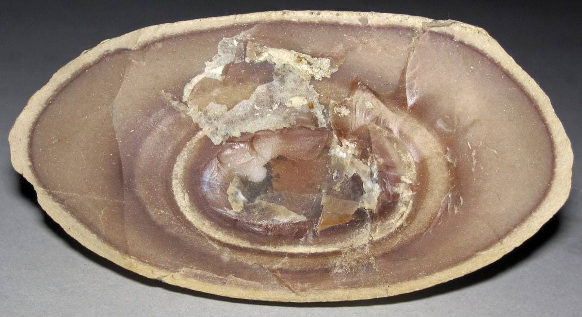 Cut silica concretion showing a white cortex and banded interior, Utah