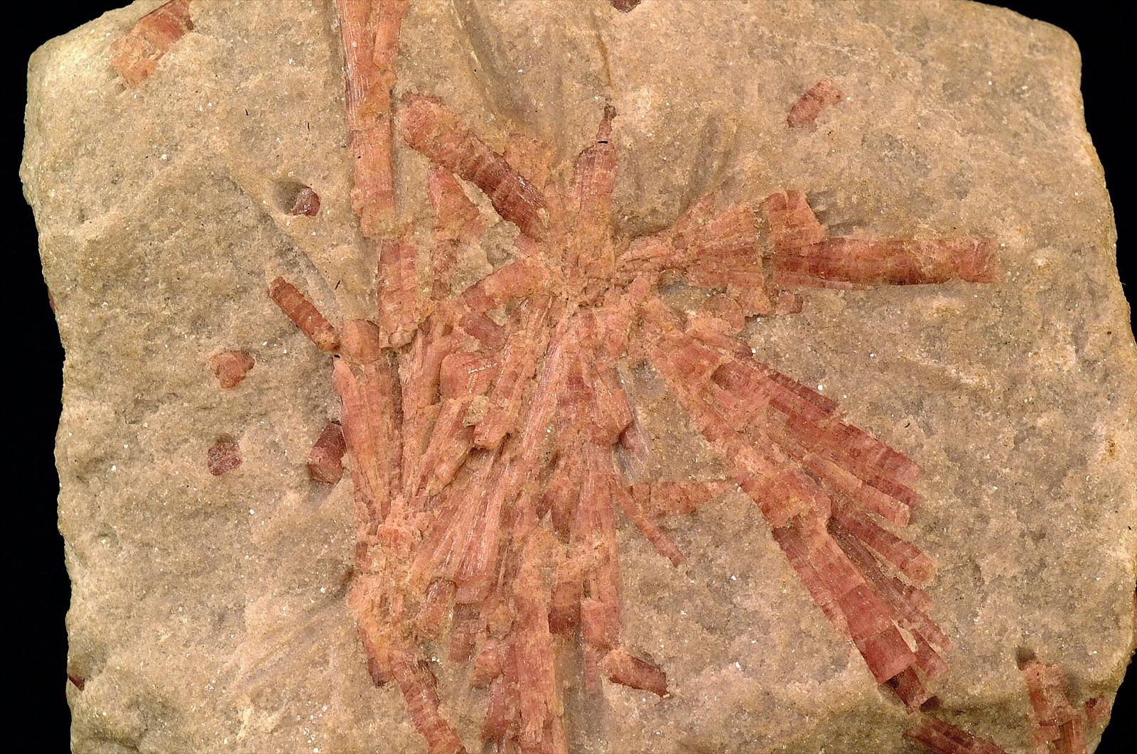 Radiating sprays of rubellite crystals in matrix