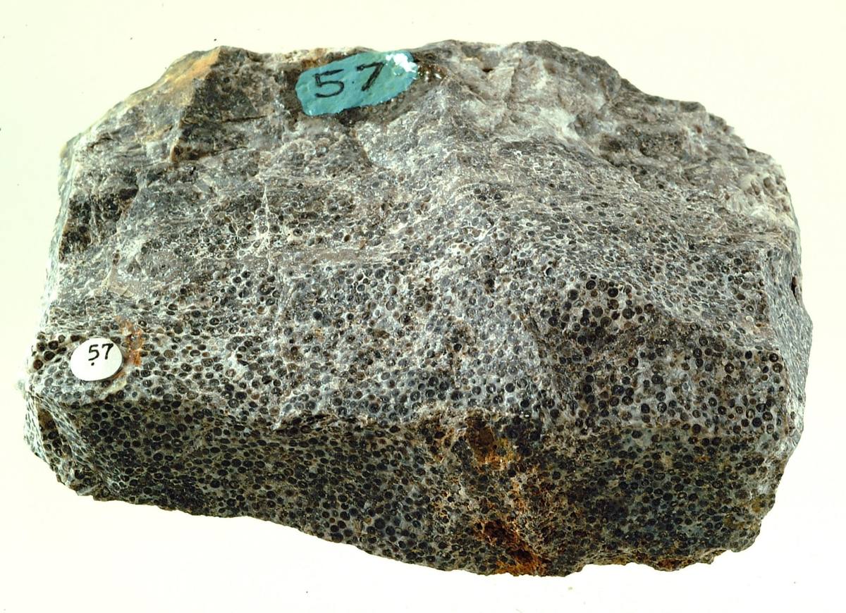 Siliceous Oolite sedimentary