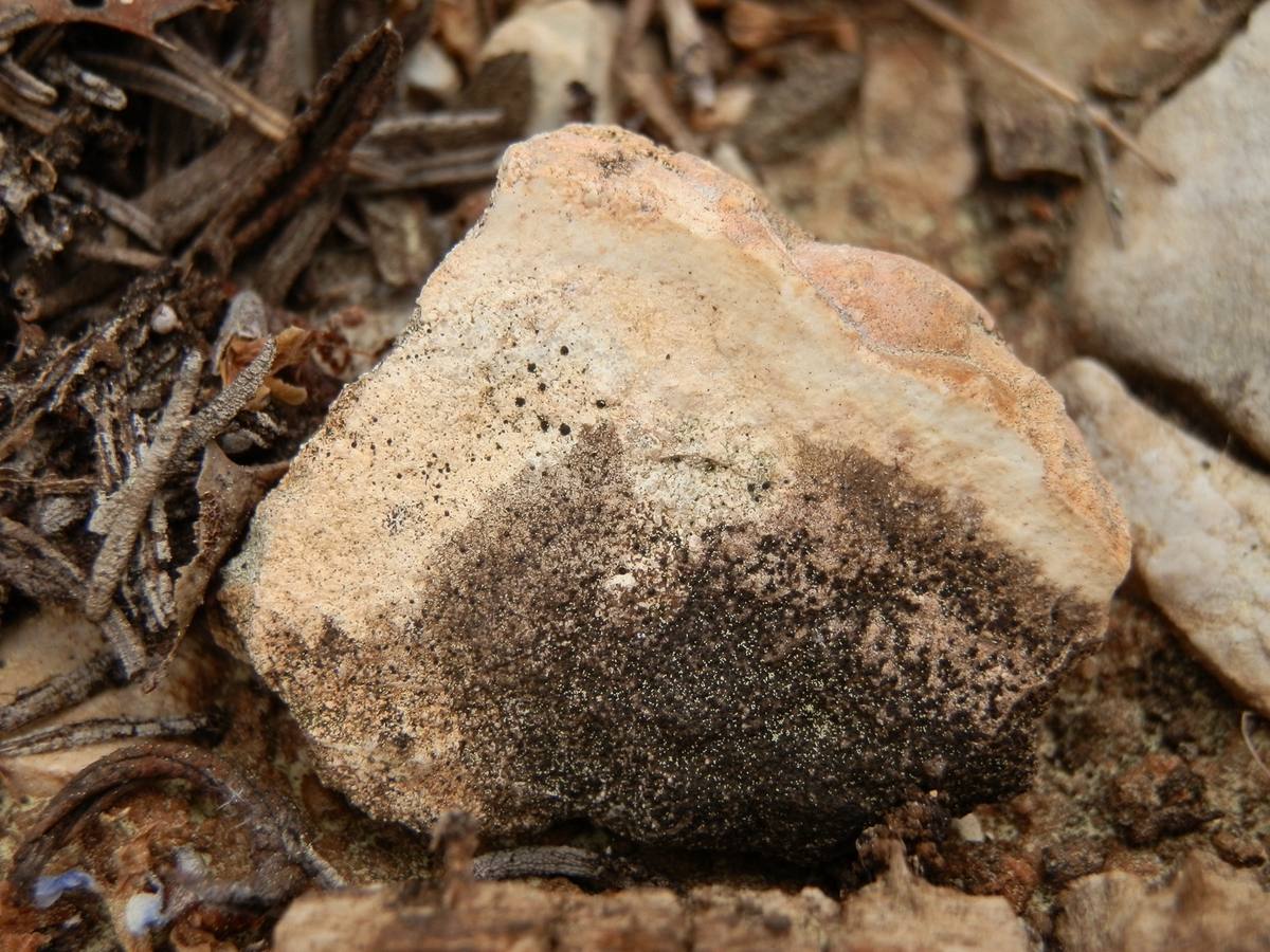 Siliceous Oolite sedimentary