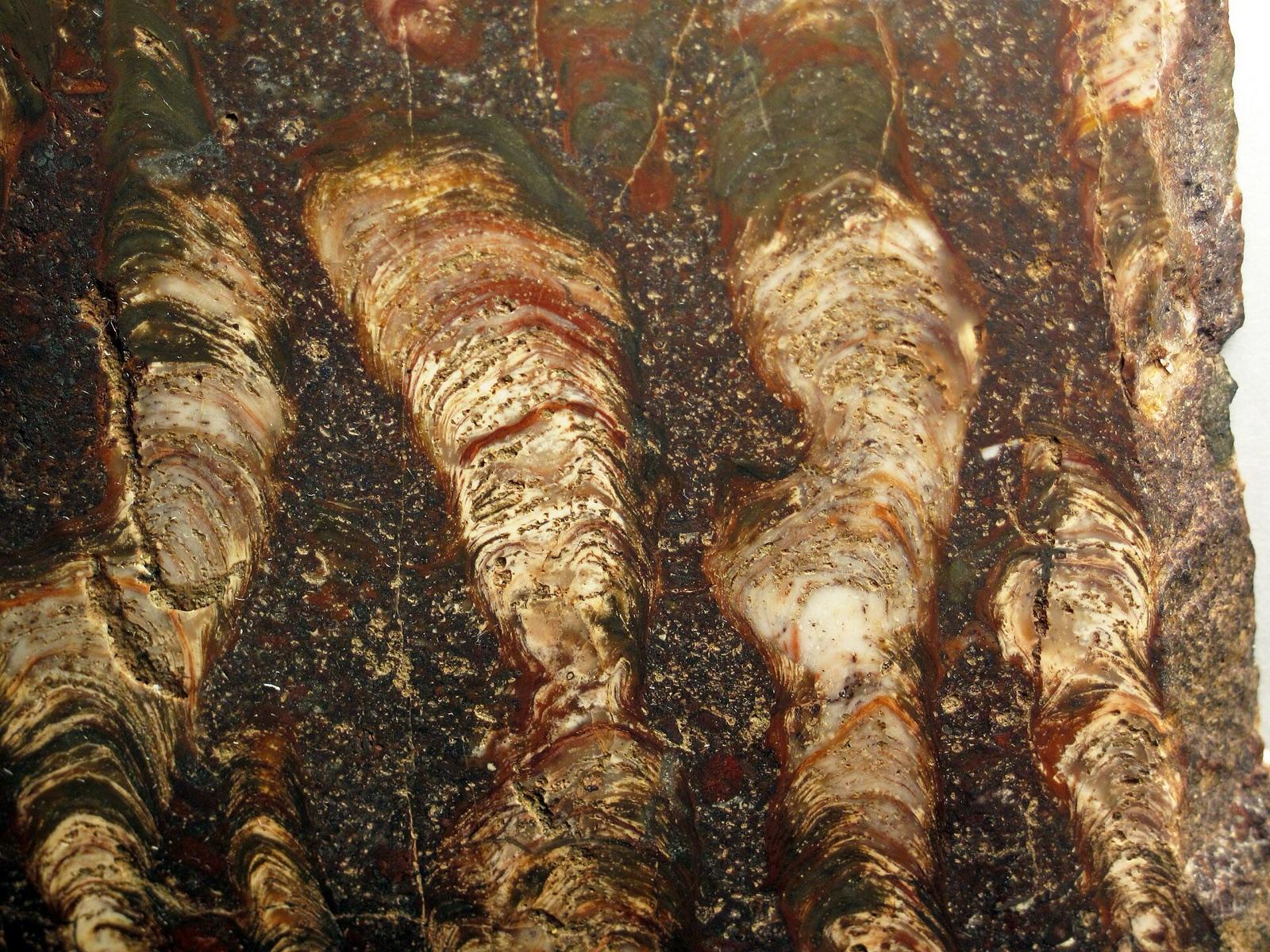 Cut silicified stromatolite with pale columns in red chert, Biwabik Iron Formation, Minnesota