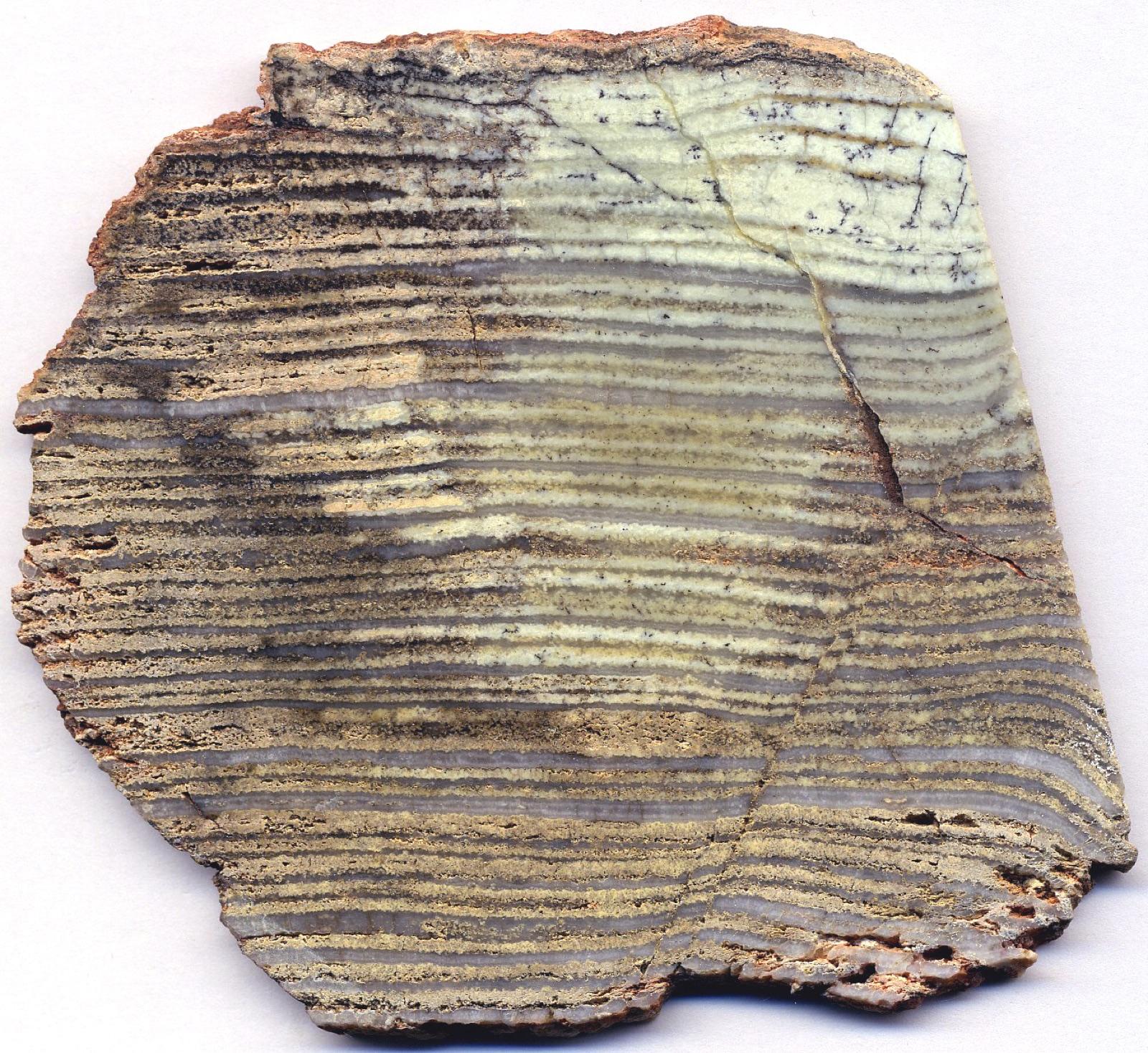 Polished slice of 3.4-billion-year-old silicified stromatolite, Pilbara, Western Australia