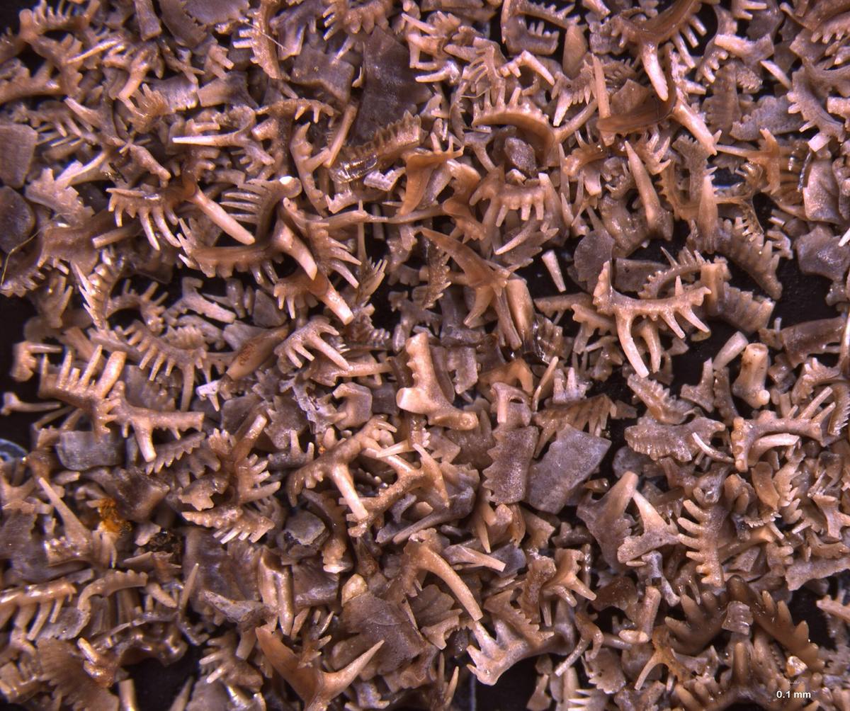 Silicified Conodont