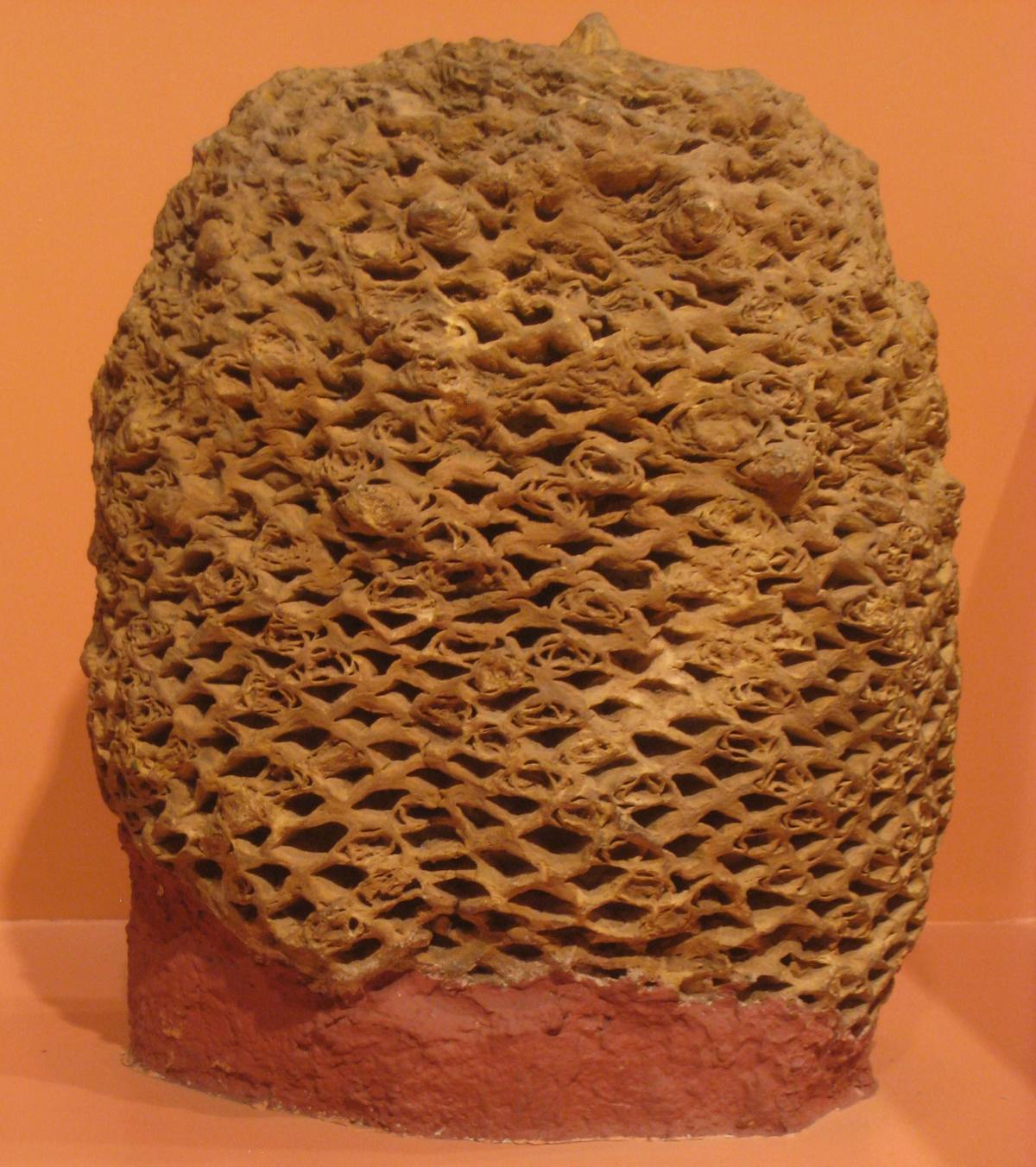 Silicified Cycad Wood gemstone