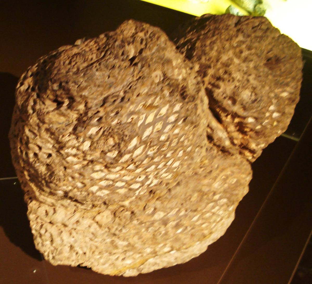 Silicified Cycad Wood gemstone