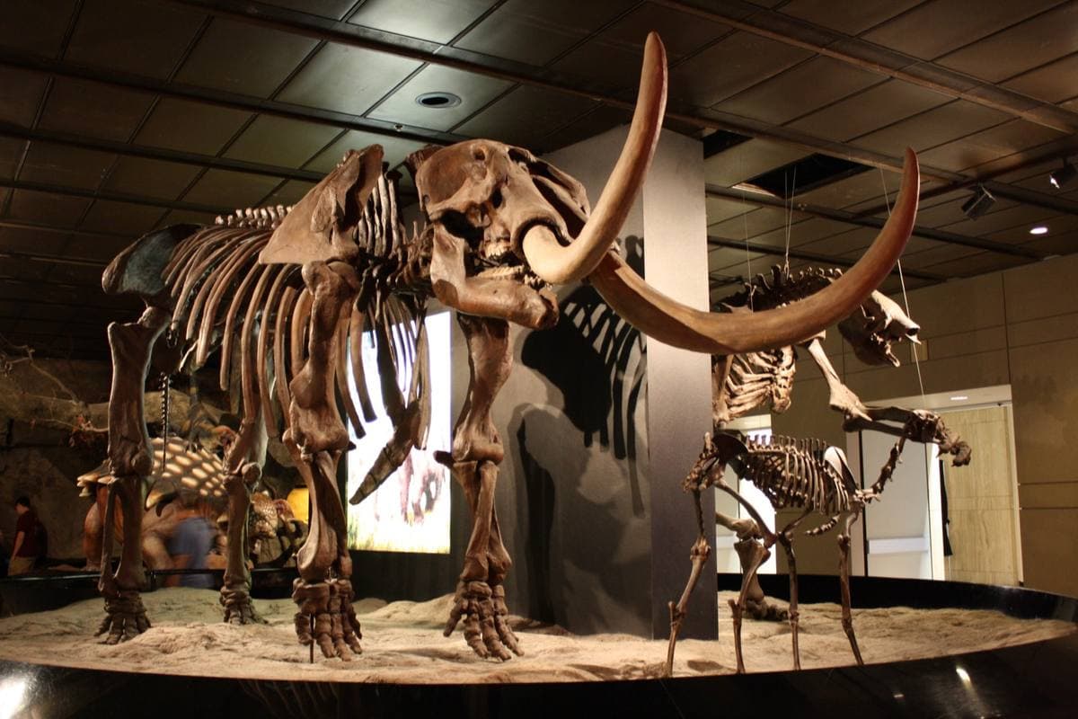 Silicified Mastodon Tusks fossil