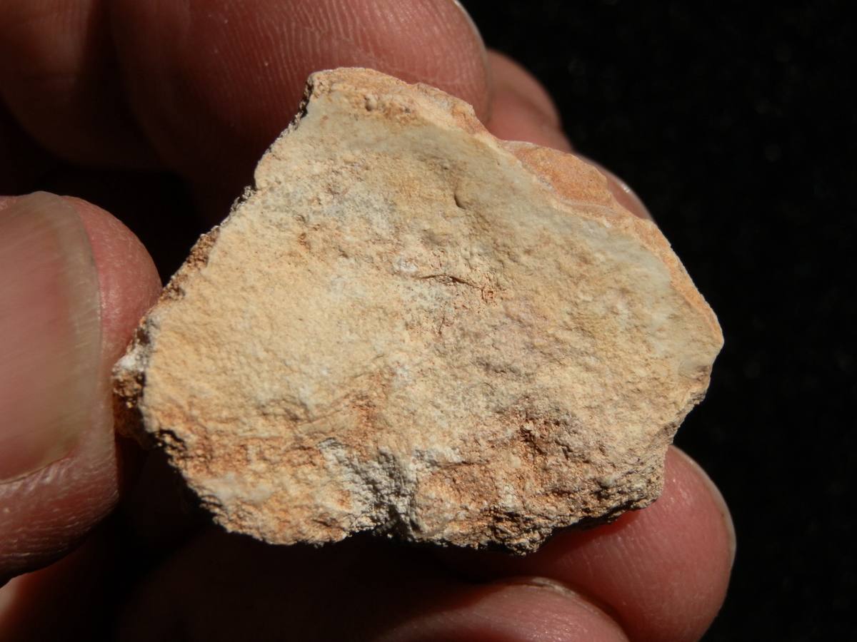 Silicified Oolite fossil