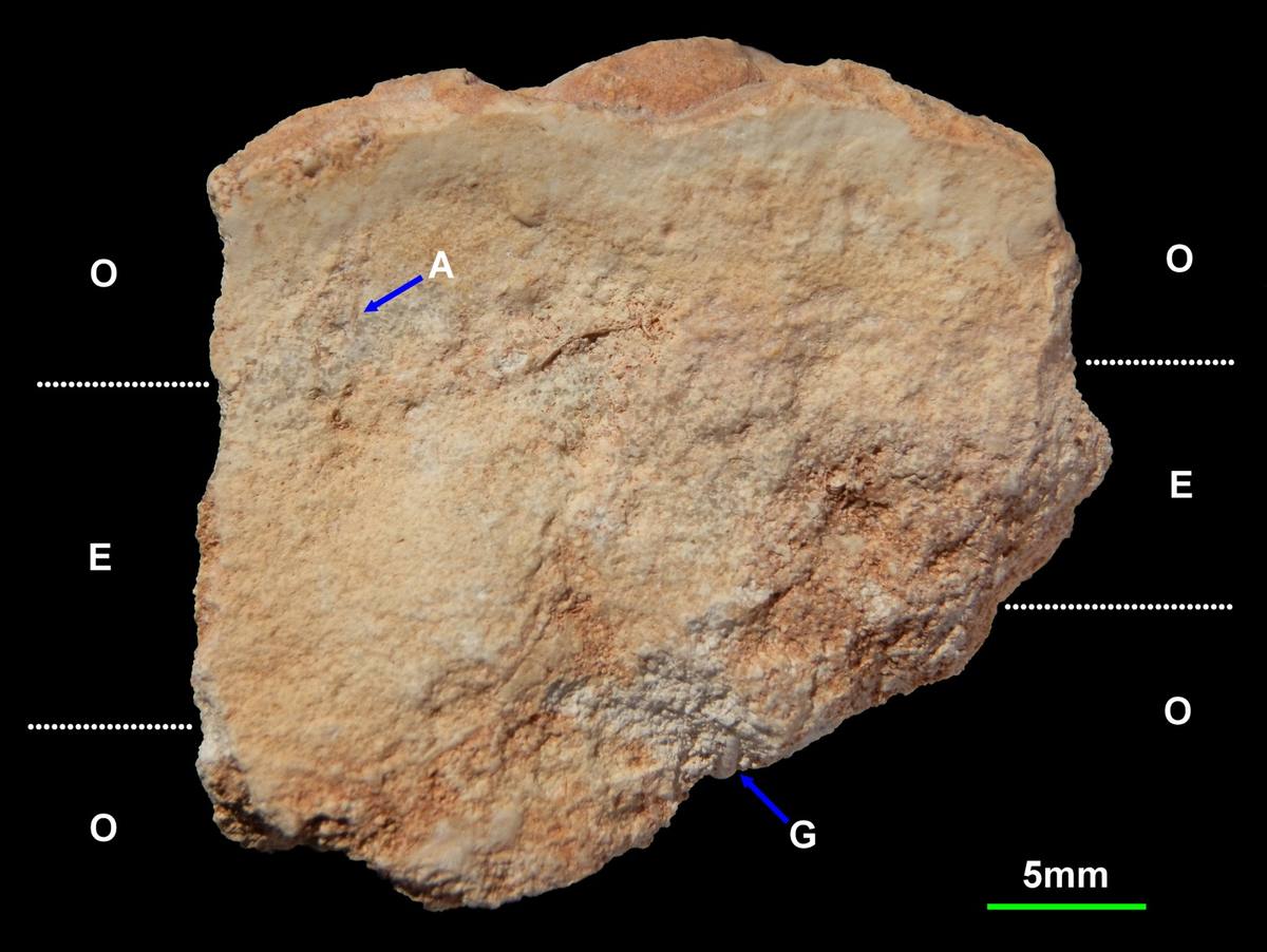 Silicified Oolite fossil
