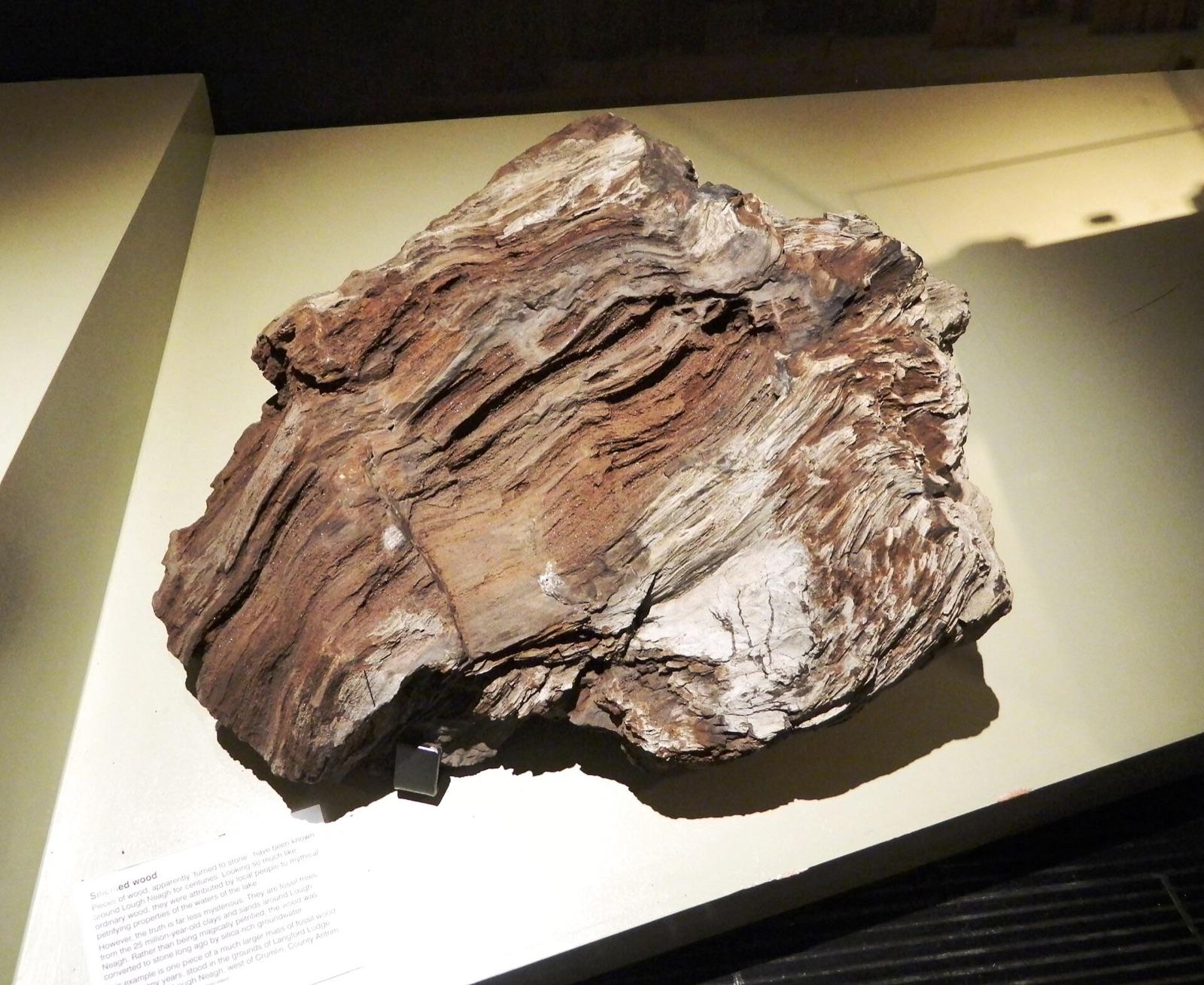 Silicified wood with clear grain, County Antrim, Ulster Museum