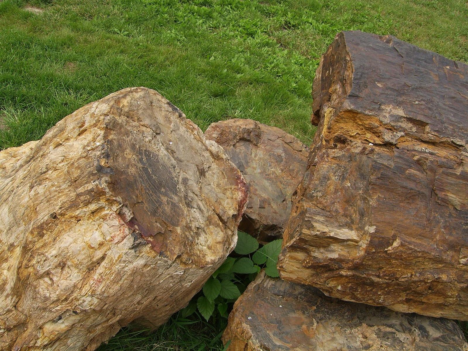 Large silicified logs lying on grass