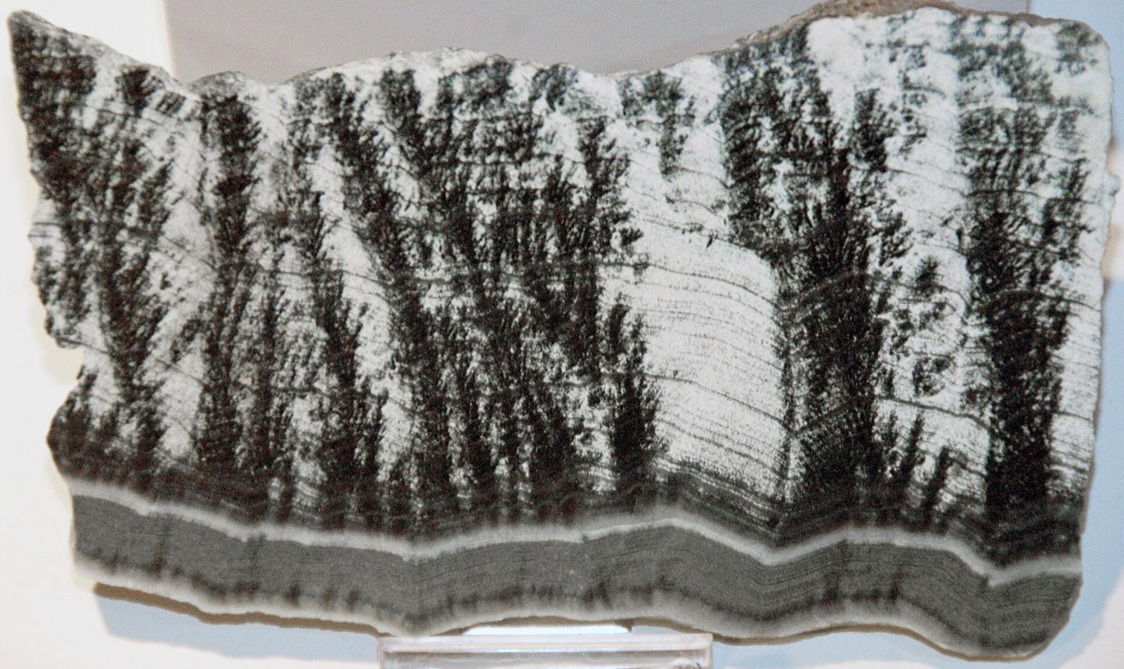 Polished skarn slab from Russia with dark radiating crystal sprays