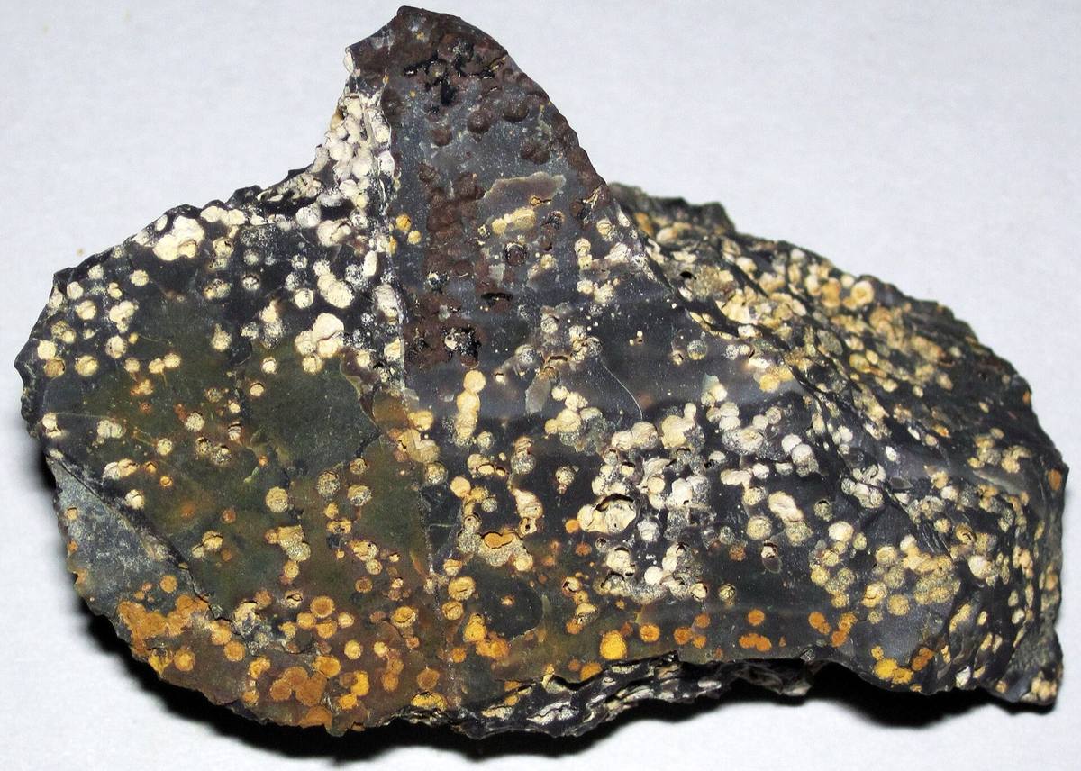 Cut chert slab covered in cream radial spherulites, Flint Ridge, Ohio