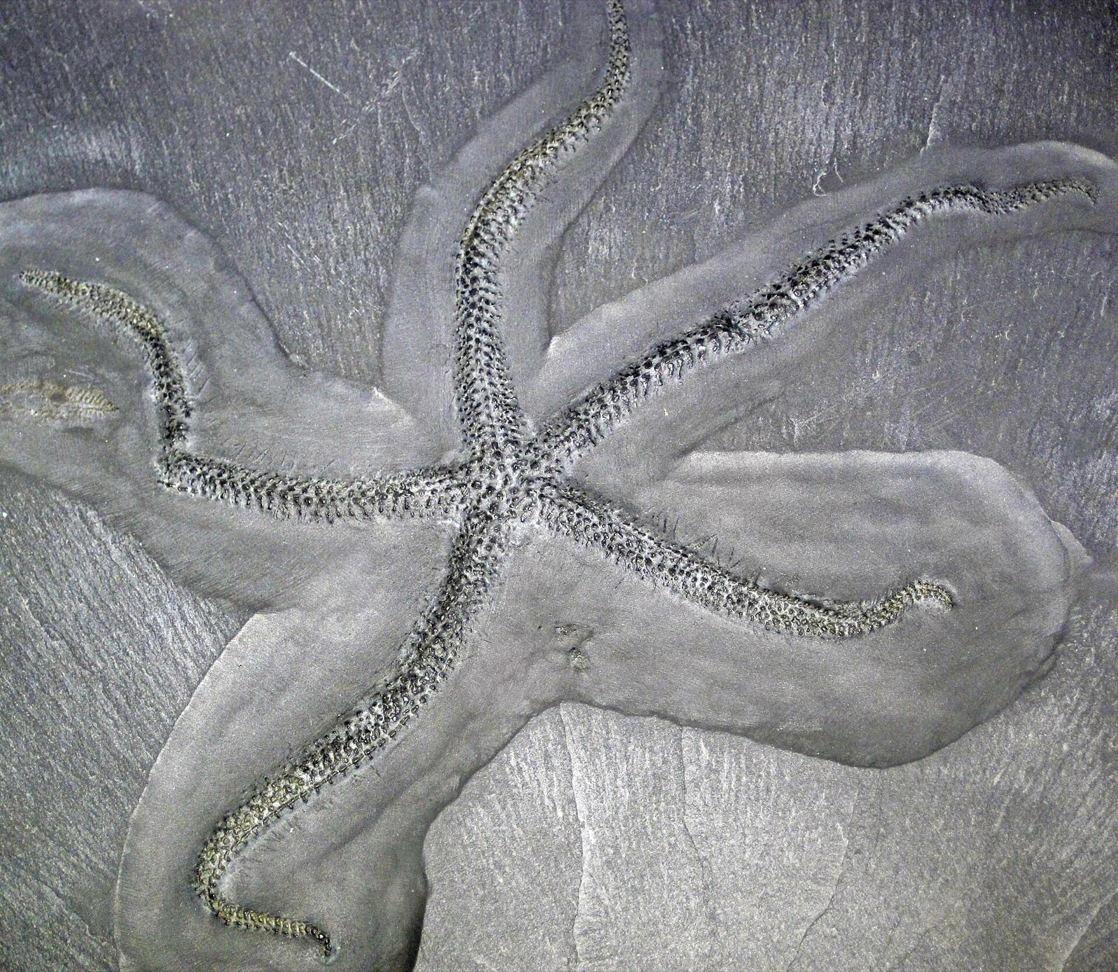 Pyritized Urasterella fossil starfish in Hunsrück slate, Germany