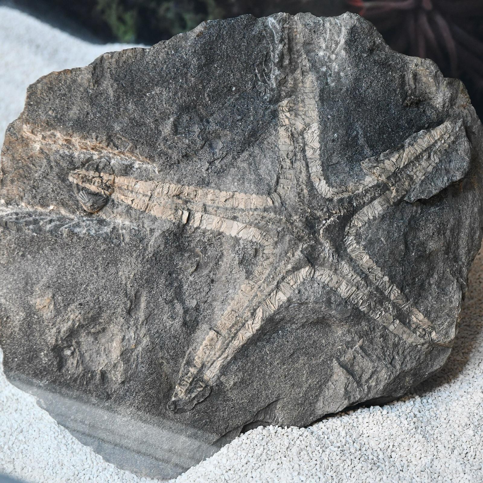 Whole fossil starfish on a dark rock slab, Yorkshire Museum
