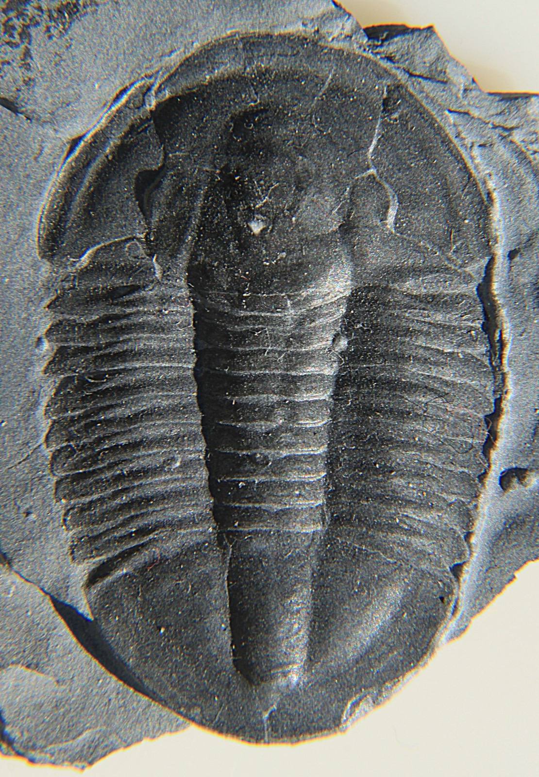 Trilobite
