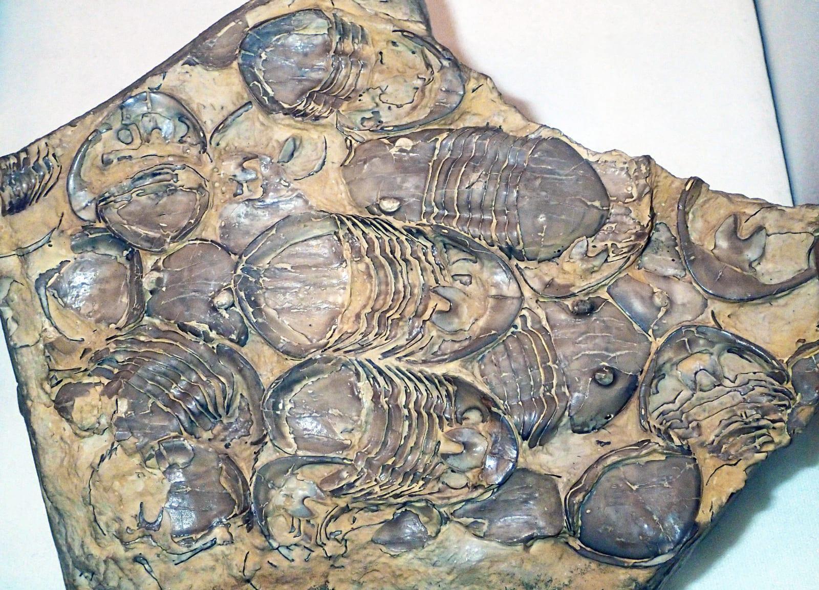 Trilobites fossil