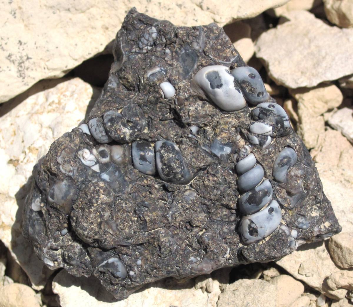 Turritella Agate