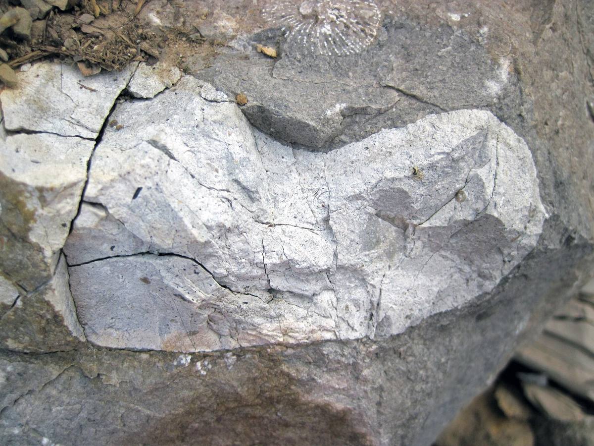 Greyish-white chert nodule in host limestone, Ohio