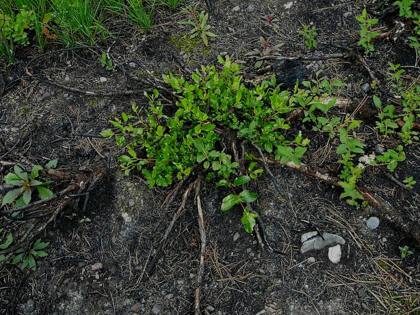 Ceanothus velutinus, snowbrush ceanothus | US Forest Service Research and  Development at Little Wood River, Blaine County, Idaho